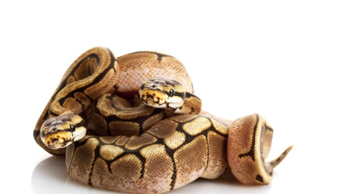 Spider Ball Python
