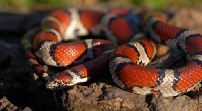 Snakes in Maine - Smooth Green Snake