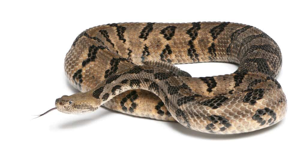 Serpenti dell'Iowa - Serpente a sonagli Massasauga