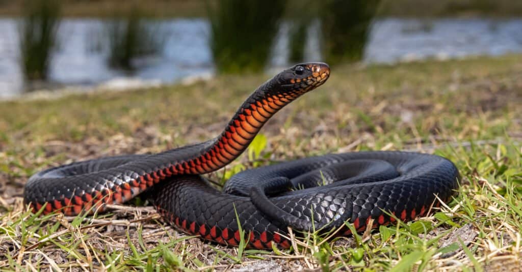 Serpenti nel Maine - Serpente dal ventre rosso