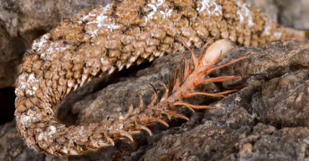 La coda della vipera cornuta dalla coda di ragno (Pseudocerastes urarachnoides) ha l'aspetto di un ragno e viene utilizzata per attirare uccelli ignari o altre prede alla portata della vipera.