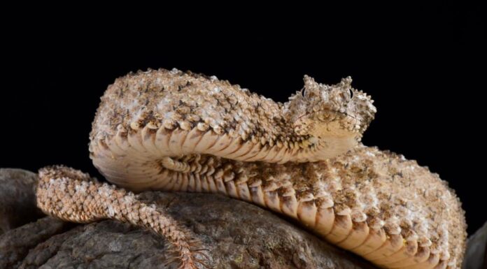 Vipera cornuta dalla coda di ragno
