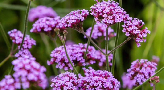 Blue Vervain