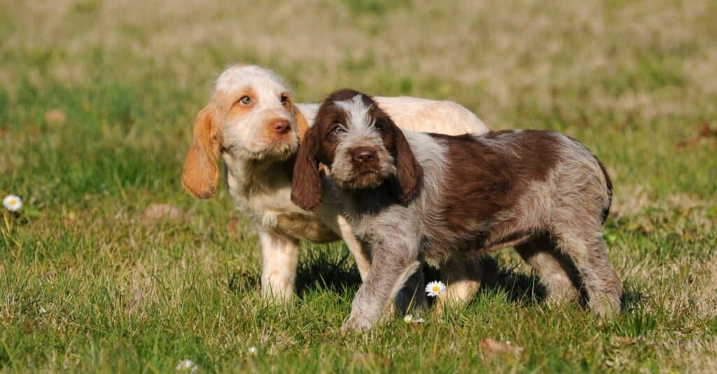 Due bellissimi cuccioli di Spinone Italiano che giocano nell'erba.