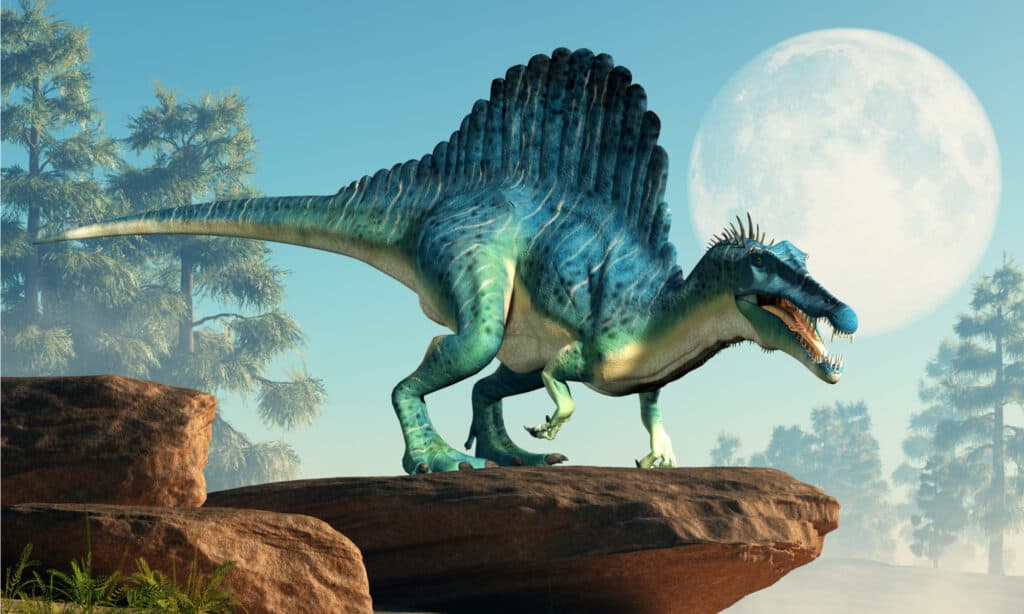 Spinosaurus era un dinosauro semi-acquatico del periodo Cretaceo.