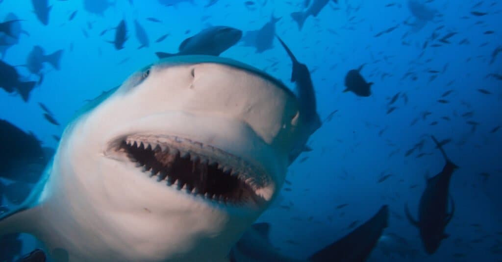 Fatti dello squalo toro - bocca di uno squalo toro