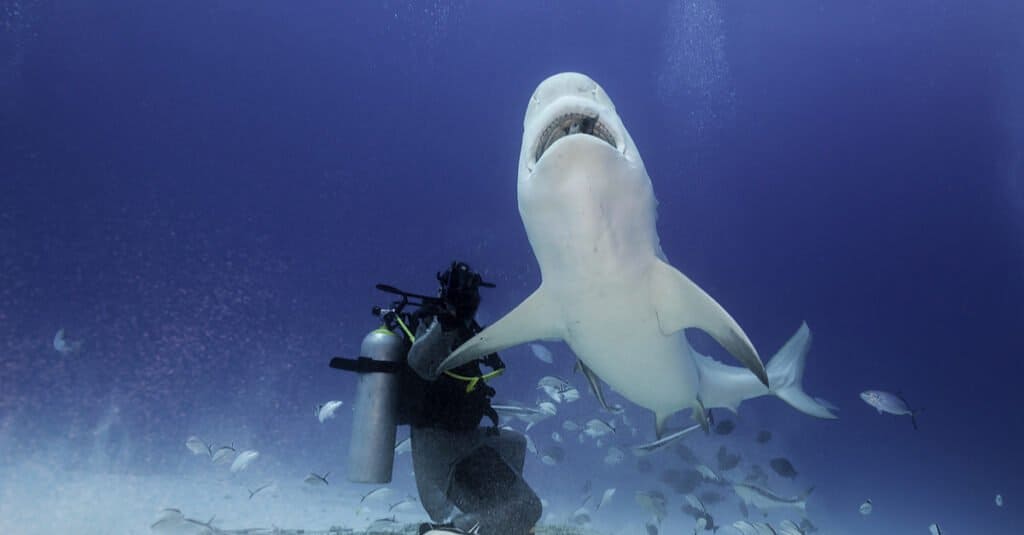 Fatti sullo squalo toro: squalo toro con essere umano
