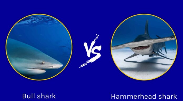 Squalo toro vs squalo martello: differenze chiave
