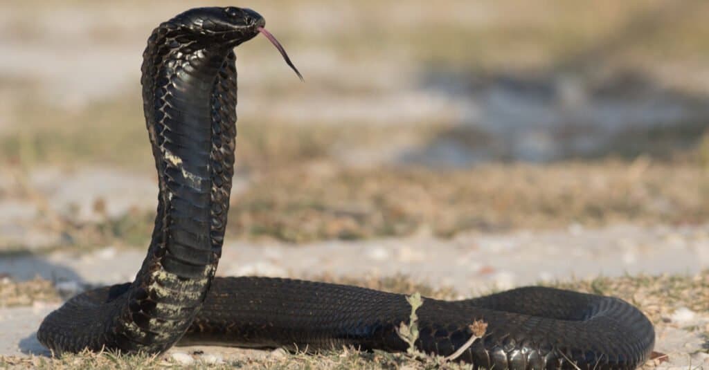 Pista di pattinaggio nera, cobra sputatore, vista laterale.  Alcuni di questi serpenti possono avere un corpo prevalentemente nero, mentre altri sono a strisce.