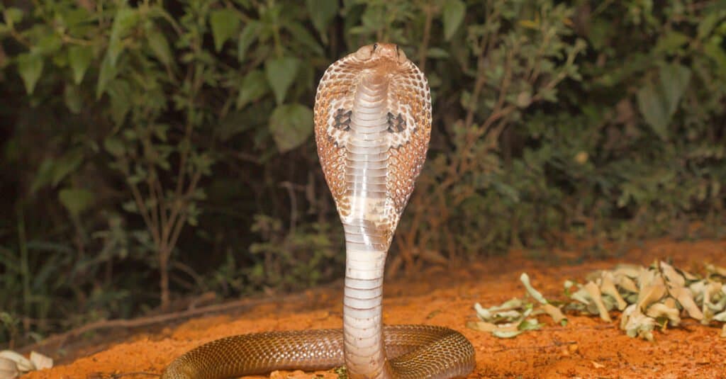 Il cobra dagli occhiali è una delle quattro grandi specie velenose che infliggono il maggior numero di morsi di serpente agli esseri umani in India.  Molti esemplari presentano un segno del cappuccio con due motivi circolari collegati da una linea curva, evocando l'immagine degli occhiali.