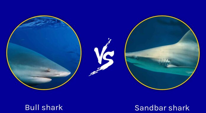 Squalo toro vs squalo sandbar: quali sono le differenze?
