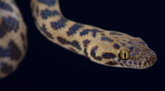 Spotted python closeup