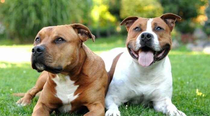 Staffordshire Bull Terrier
