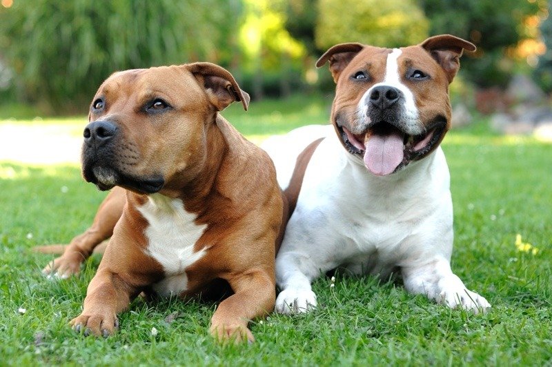 Staffordshire Bull Terrier contro American Staffordshire Terrier