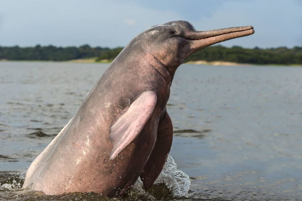 Delfino del Rio delle Amazzoni