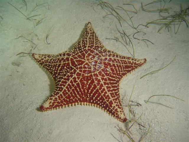 Stelle marine sulla sabbia