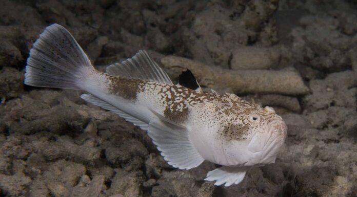 Pesce osservatore di stelle
