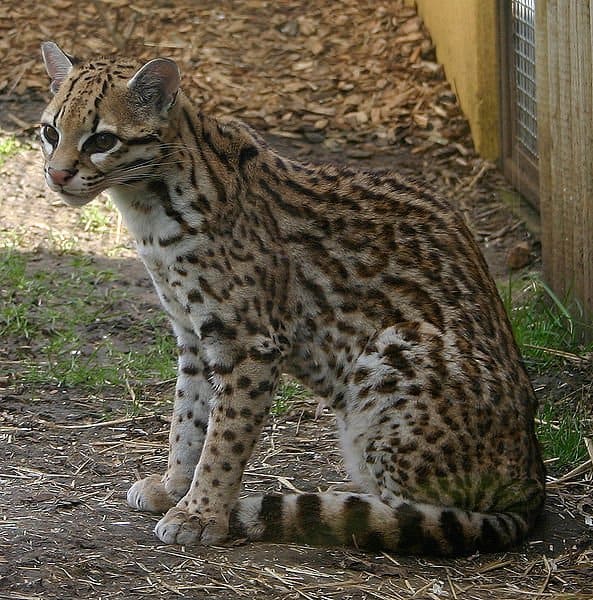 Ocelot vs Leopardo nebuloso