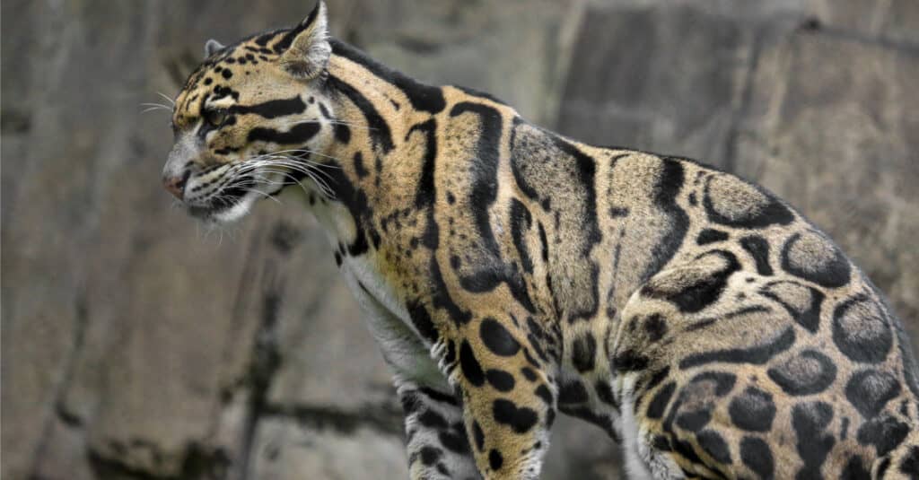 Ocelot vs Leopardo nebuloso