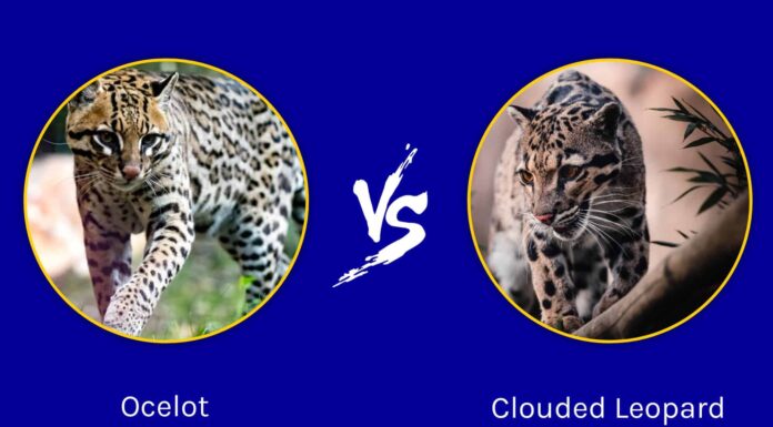 Ocelot vs Leopardo nebuloso: quali sono le differenze?
