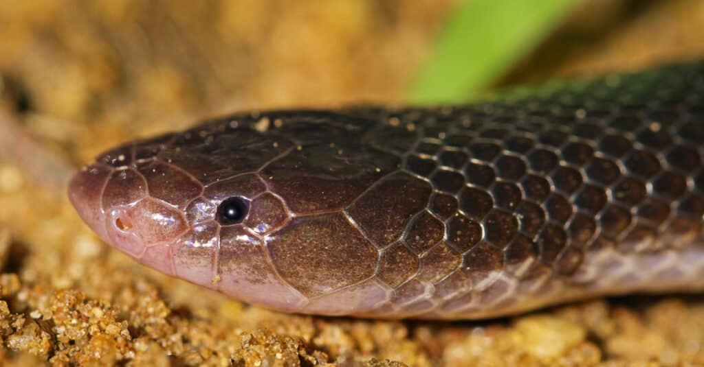 Stiletto Snake di Bibron, Atractaspis bibronii, sdraiato a terra.  Gli occhi del serpente sono piuttosto piccoli.