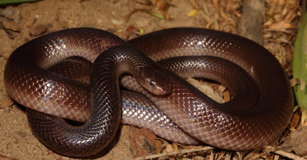 Il velenoso serpente a spillo di Bibron. L'intero corpo del serpente presenta una gamma di colori che vanno dal marrone scuro al nero.