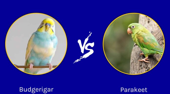 Budgerigar vs Parrocchetto: quali sono le differenze?
