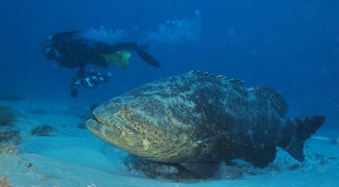 Guarda questa imponente cernia Goliath rubare il pescato di un pescatore e trascinarlo su un giro
