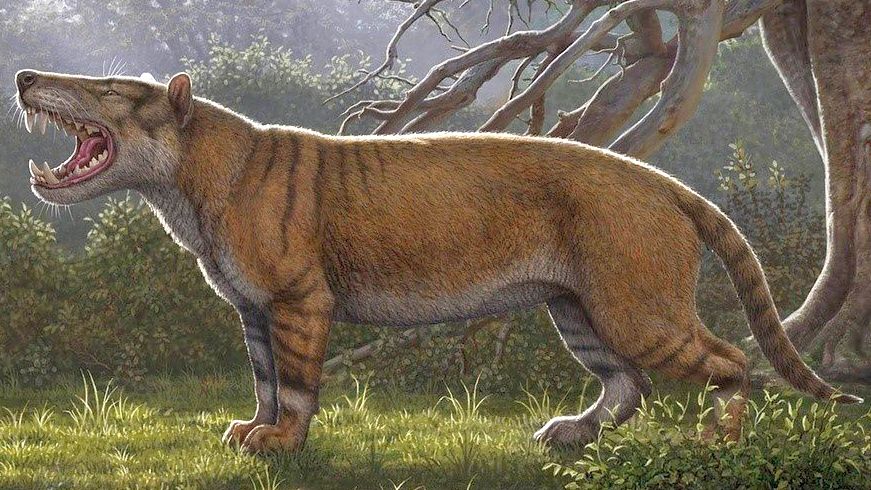 Le ossa di Simbakubwa Kutokaafrika lo fanno sembrare un grosso gatto.  Il suo primo nome, 