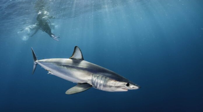 Gli squali Mako sono pericolosi o aggressivi?
