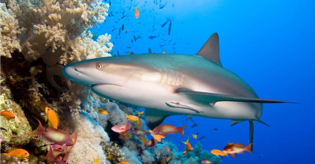 Un grande squalo della barriera corallina che nuota tra una barriera corallina.