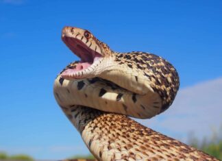 Scopri i 7 animali più grandi del Wyoming e dove li troverai
