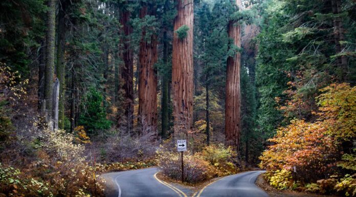 Gli alberi più grandi della California
