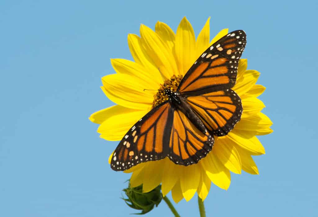 farfalla monarca sul fiore giallo.