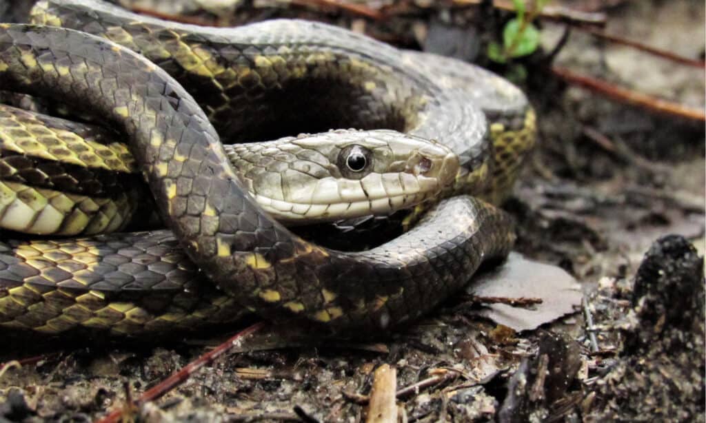 serpenti comuni in georgia