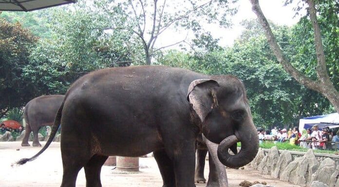Elefante di Sumatra

