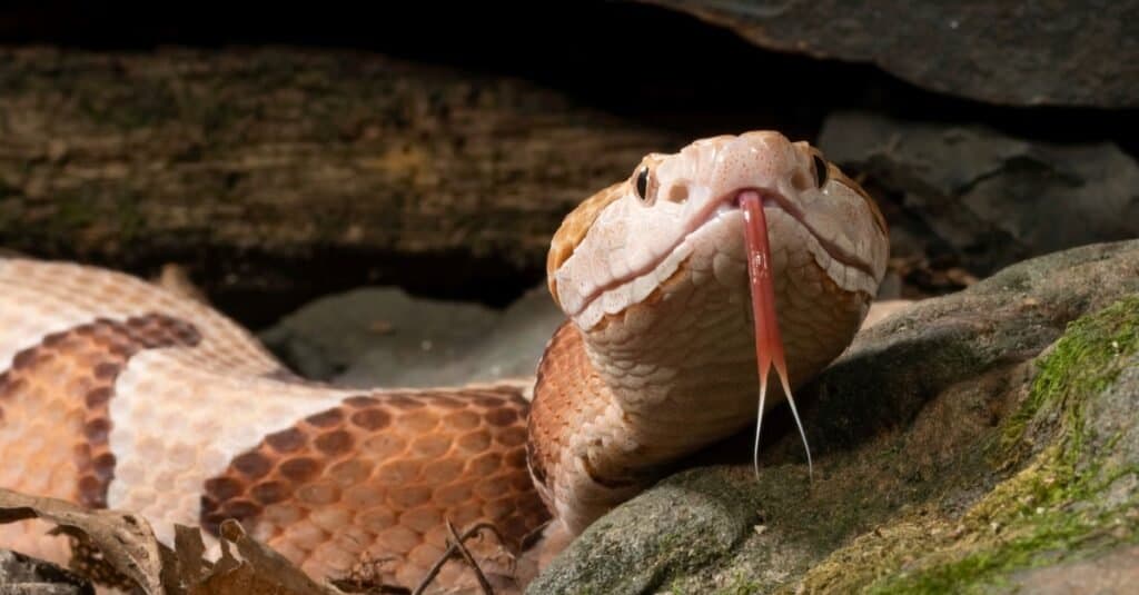 Che aspetto ha un serpente testa di rame?