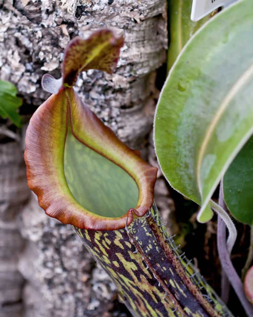 Nepenthes rajah pianta carnivora brocca