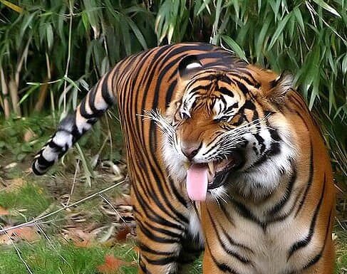 Tigre di Sumatra
