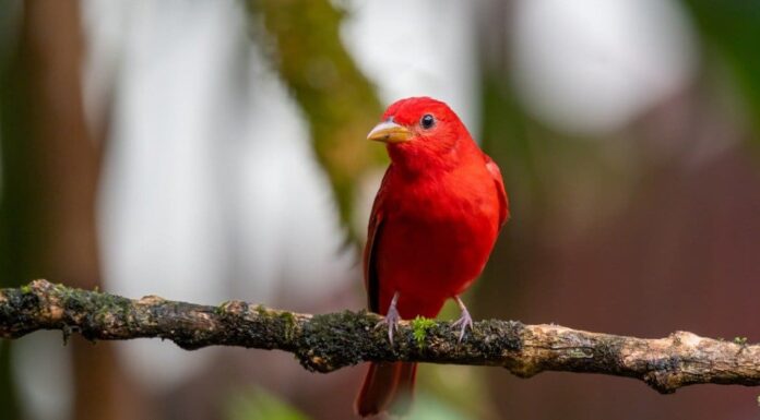 Tanager estivo
