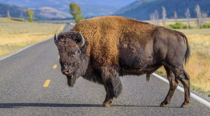 Scopri i 7 animali più grandi del Nord Dakota e dove li troverai
