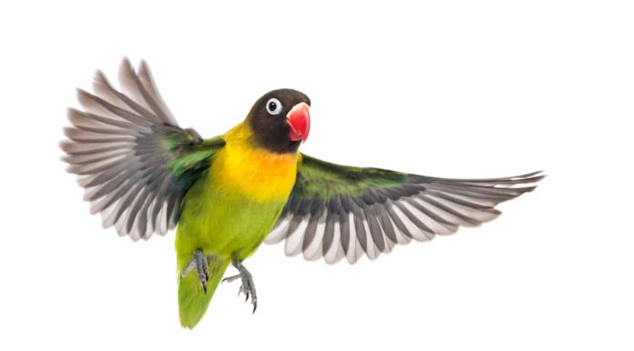 10 fatti incredibili sugli uccelli
