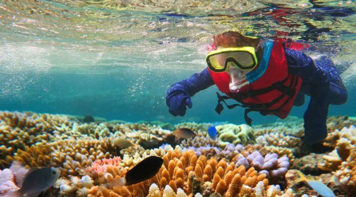 La più grande barriera corallina del mondo
