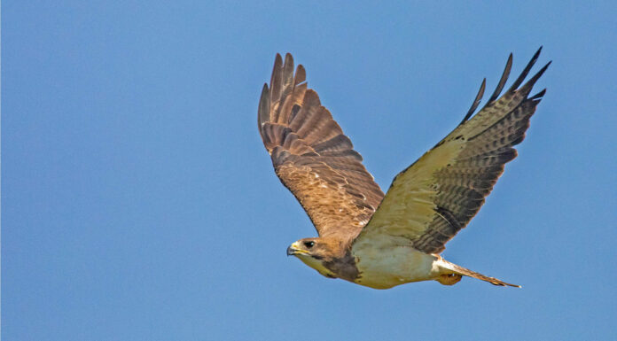 Il falco di Swainson
