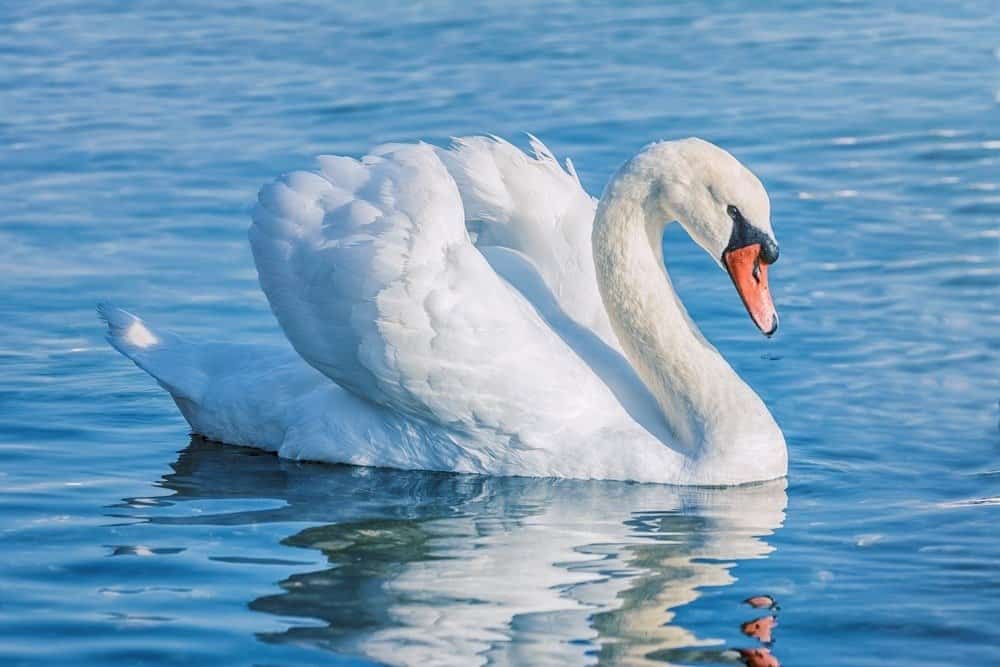 Cigno bianco sul lago