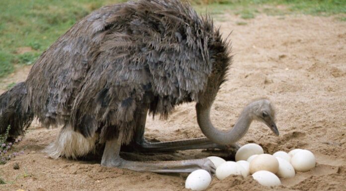 Quale animale depone l'uovo più grande del mondo?
