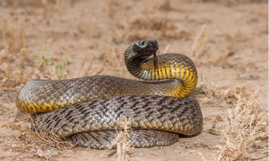 Oxyuranus microlepidotus, noto anche come Inland taipan, conosciuto come il serpente più velenoso e letale del mondo.