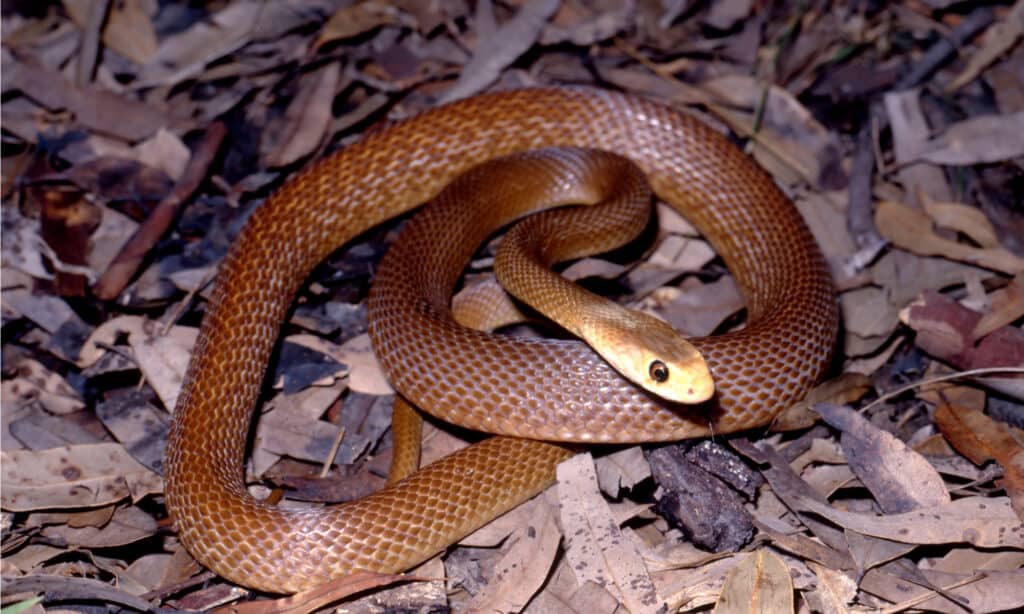 Taipan costiero che riposa nella lettiera di foglie.  I taipan sono lunghi serpenti che possono muoversi velocemente.
