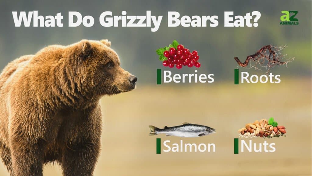 Cosa mangiano gli orsi grizzly