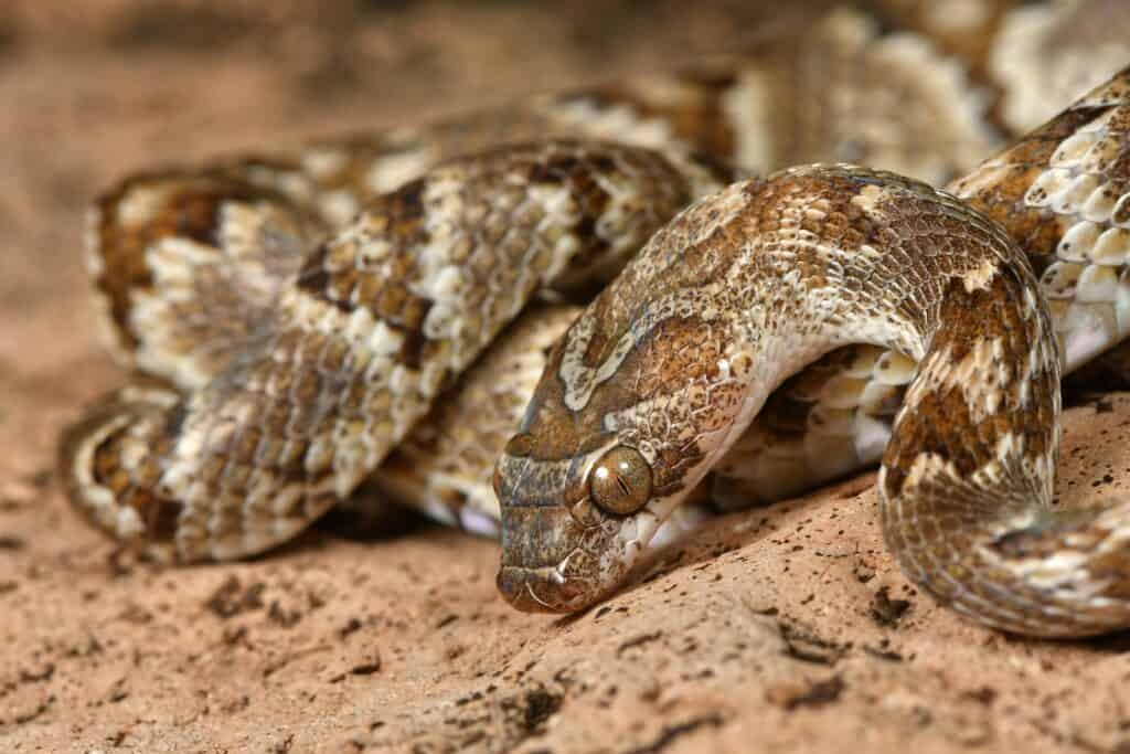 Un serpente della lira di Sonora